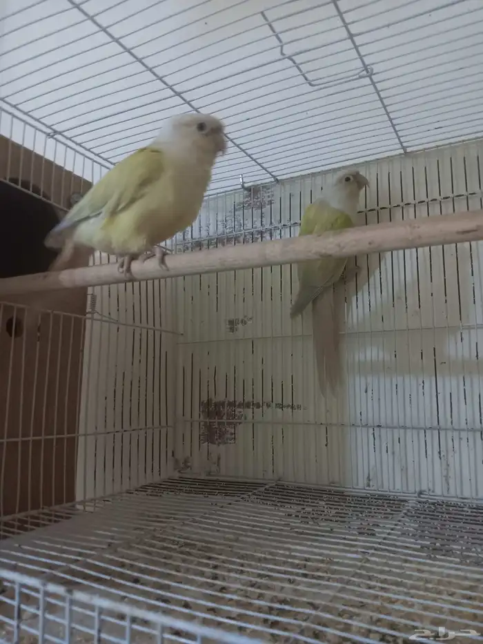 زوج كنيور منتج 3