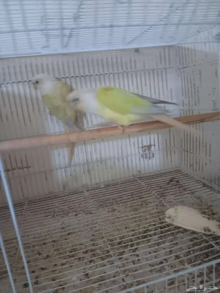 زوج كنيور منتج 6