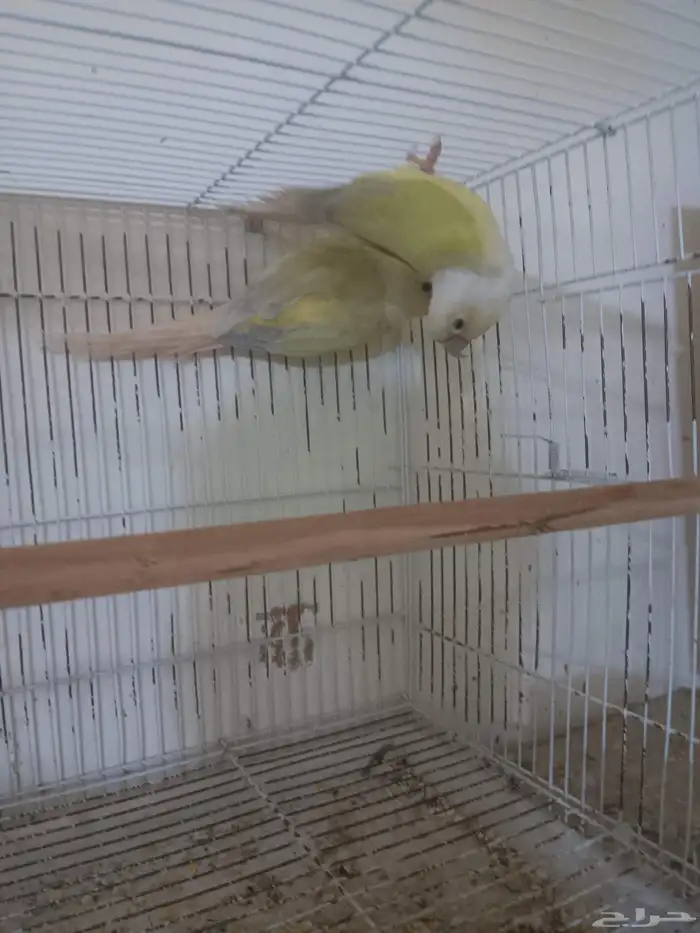 زوج كنيور منتج 1