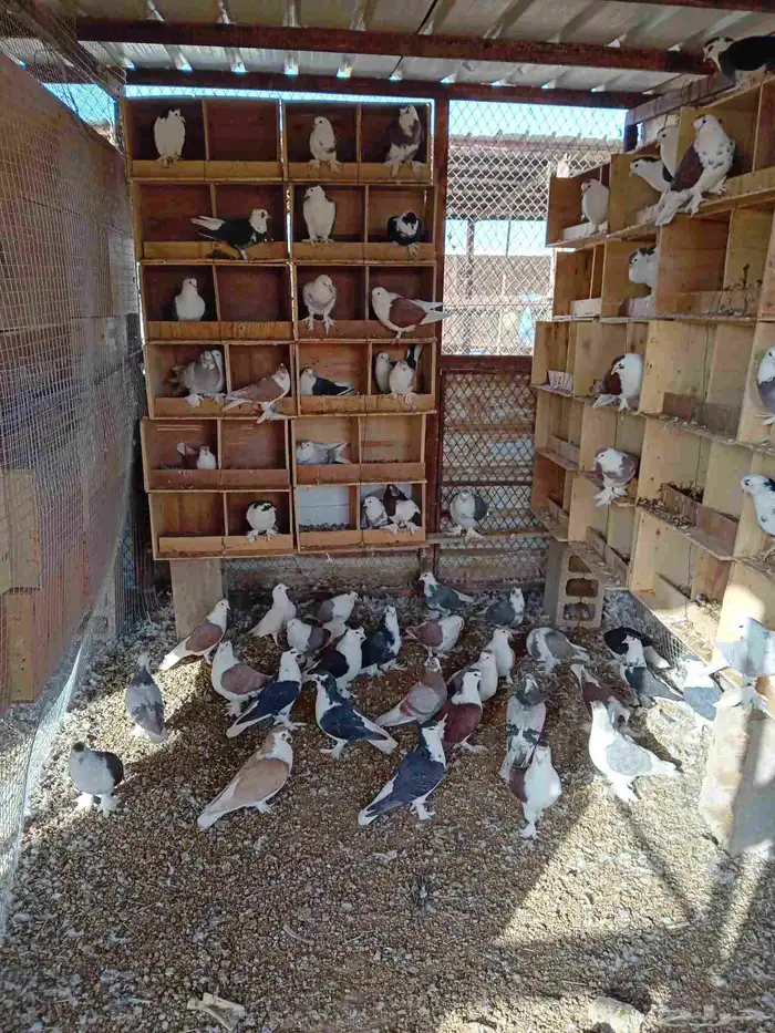 حمام شراز منتج 0