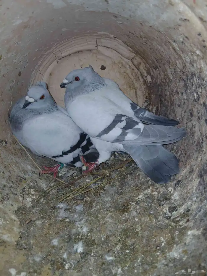 حمام زاجل ايس مقنبر 4