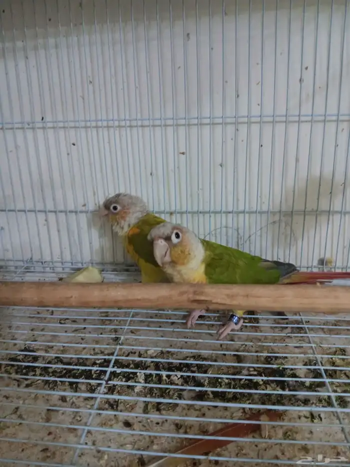 جوز كنيور للبيع 0