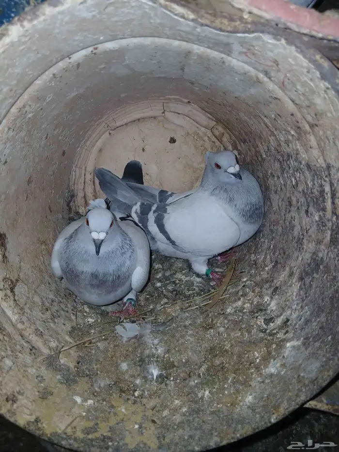 حمام زاجل ايس مقنبر 1