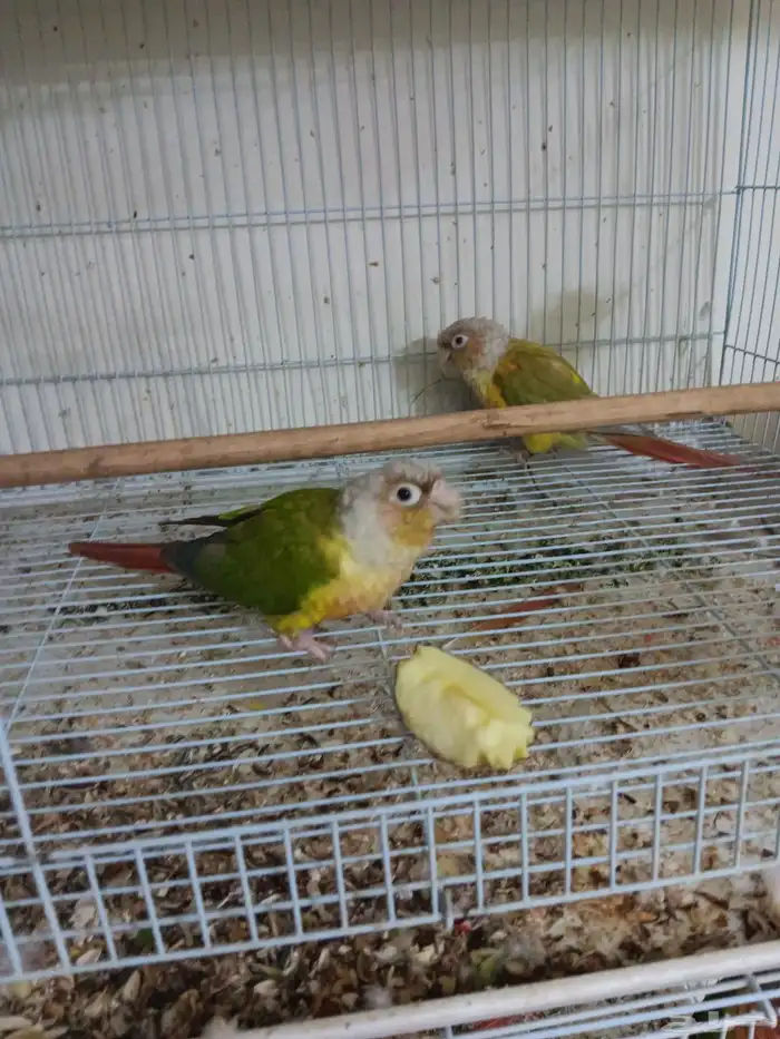 جوز كنيور للبيع 1