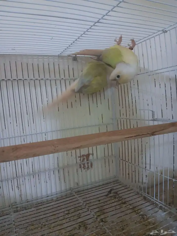 زوج كنيور منتج 0