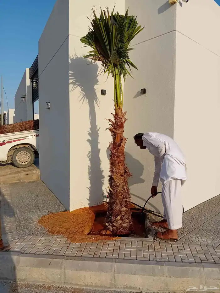 نقوم بتوريد جميع أنواع النخيل الوشنطني والعربي 7