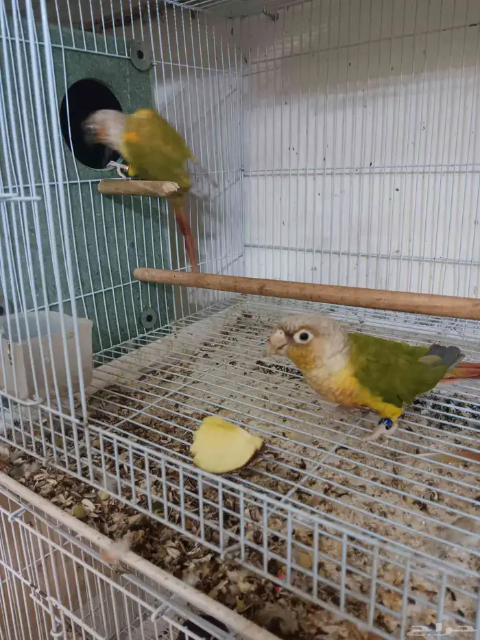 جوز كنيور للبيع 2