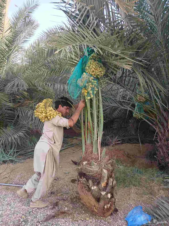 نخل واشنطن أمريكي للبيع نخيل خلاص صقعي هلالي برحي سكري شيشي 3