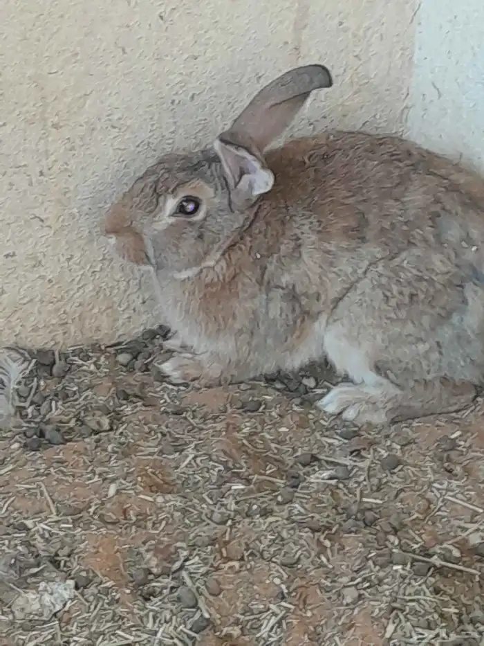 يوجد ذكور ارانب بصحة ممتازة 0