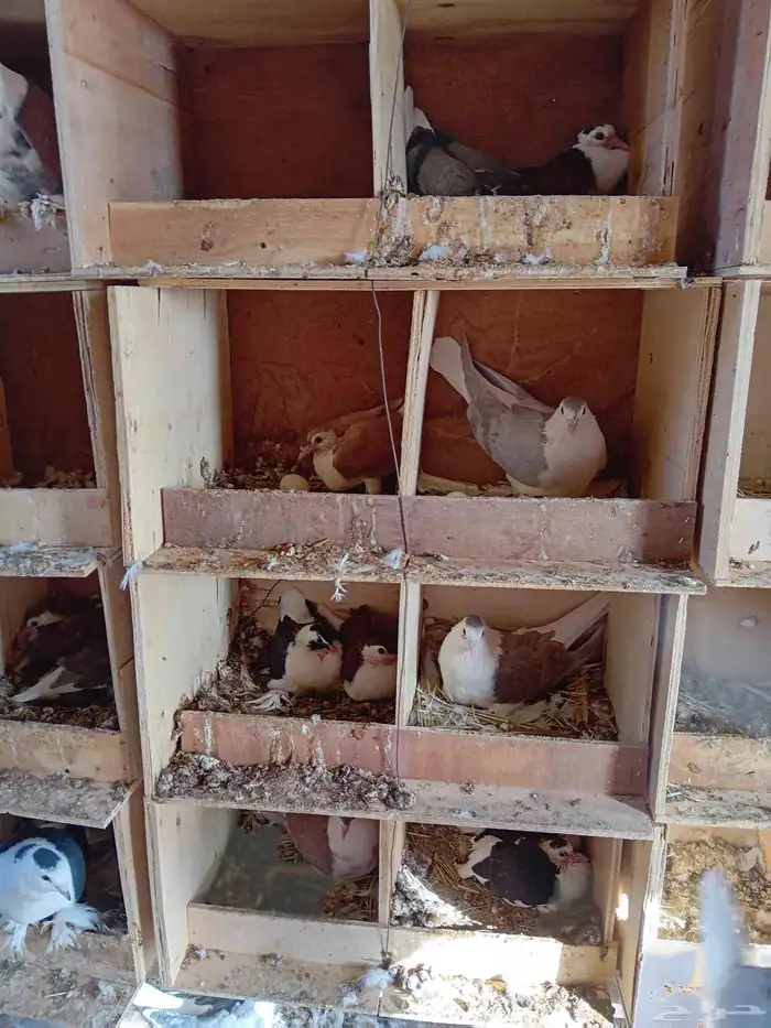 حمام شراز منتج 1