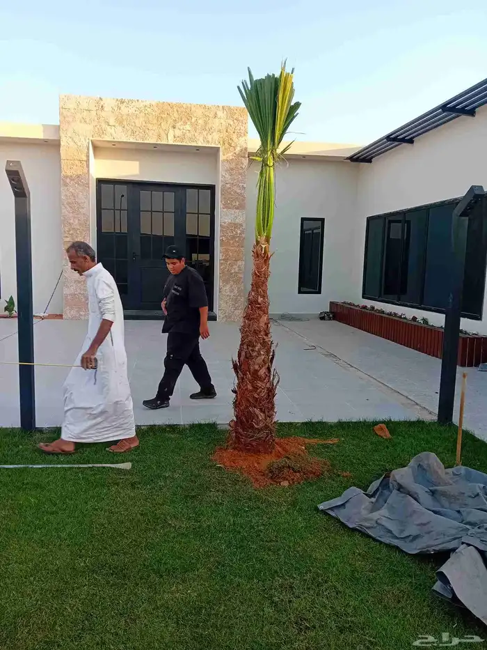 نقوم بتوريد جميع أنواع النخيل الوشنطني والعربي 8