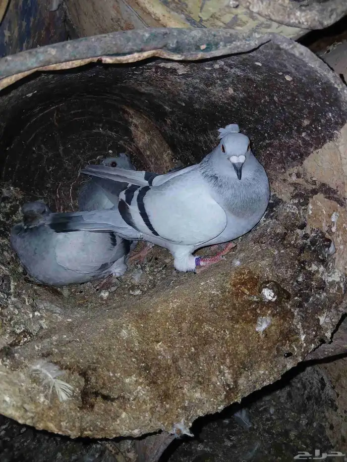 حمام زاجل ايس مقنبر 2