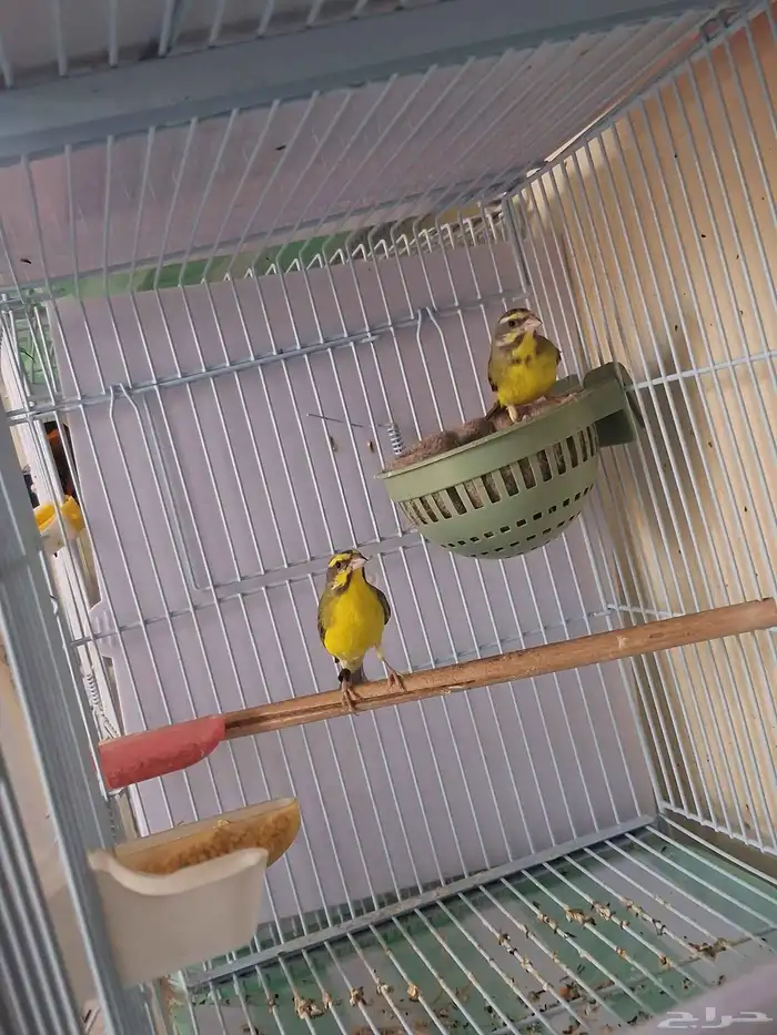 جوز ياسمين موزنبيقي تحتهم بيضتين ((تم البيع )) 0