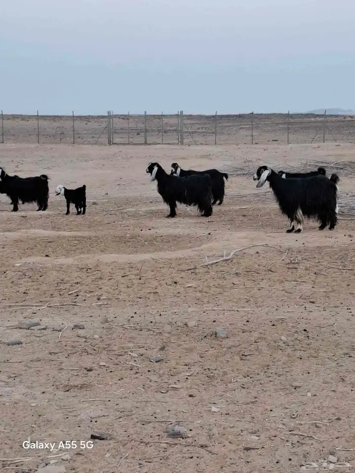 مراح معزا وضان 11