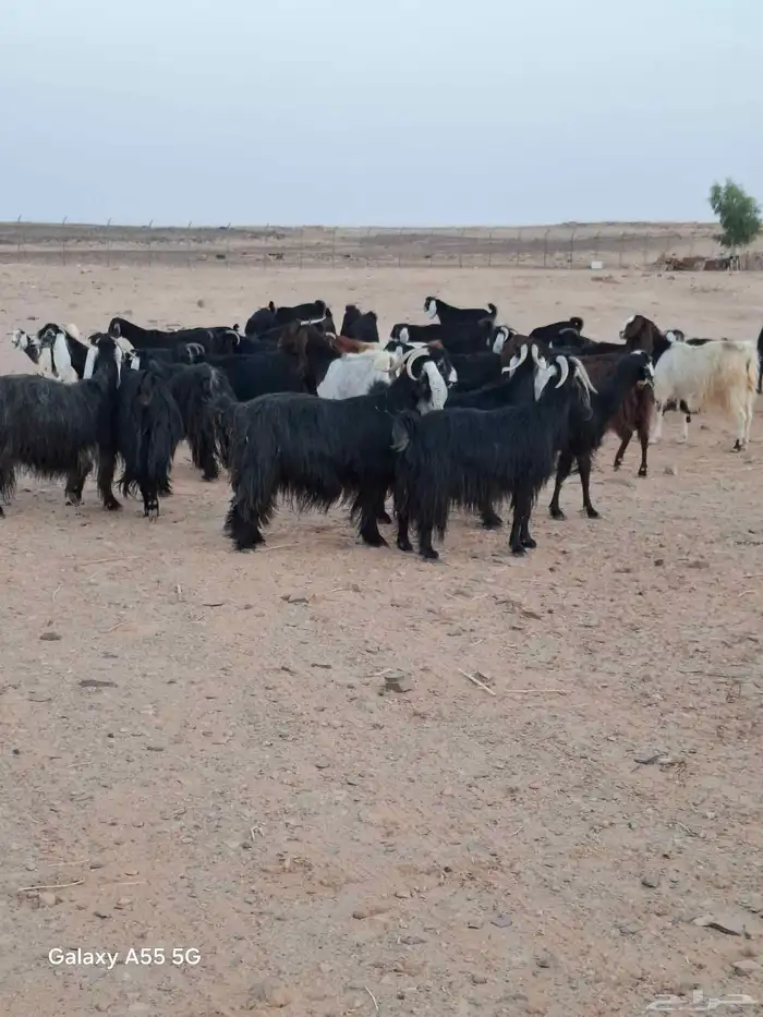 مراح معزا وضان 12