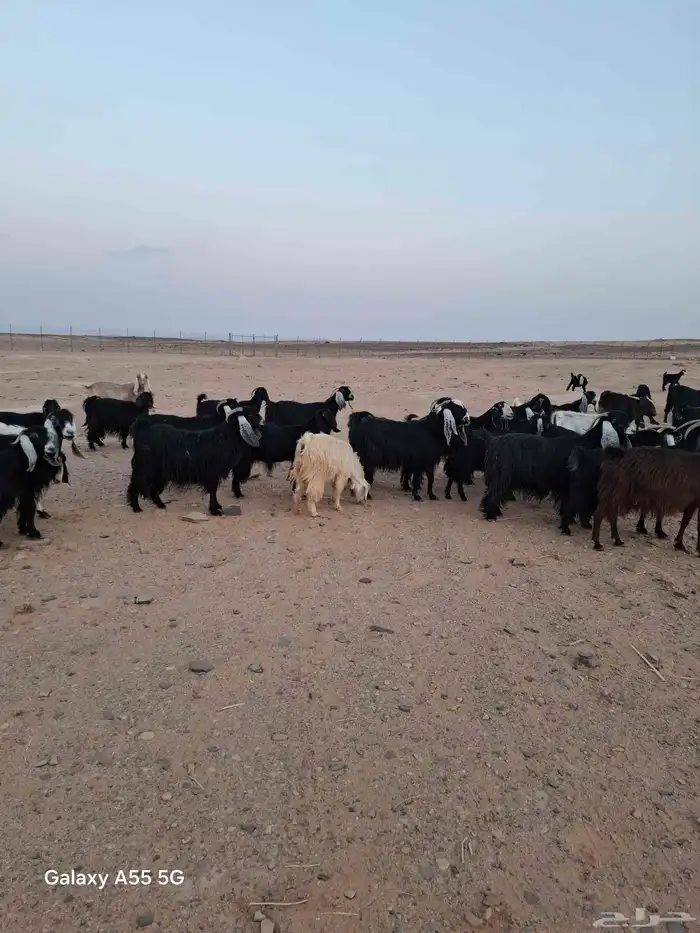 مراح معزا وضان 9