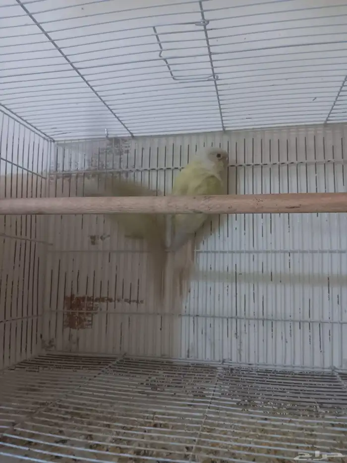 زوج كنيور منتج 5