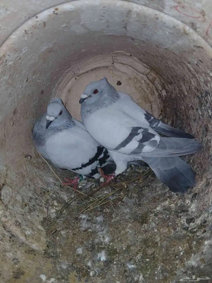 حمام زاجل ايس مقنبر 5