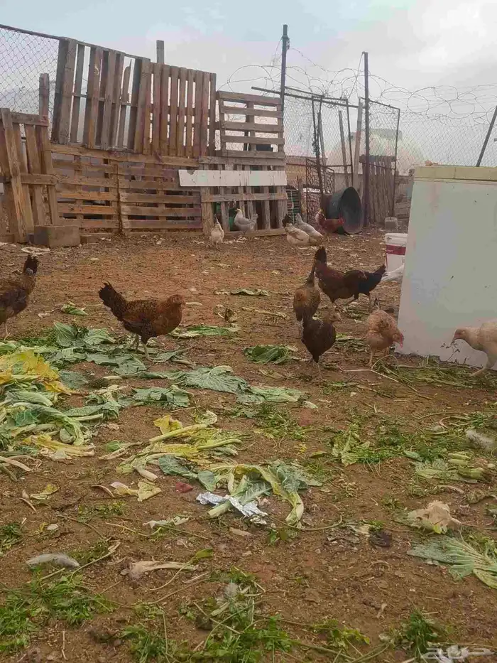 دجاج بلدي بياض العدد 40دجاجه وديك واحد العمر 10شهور 0