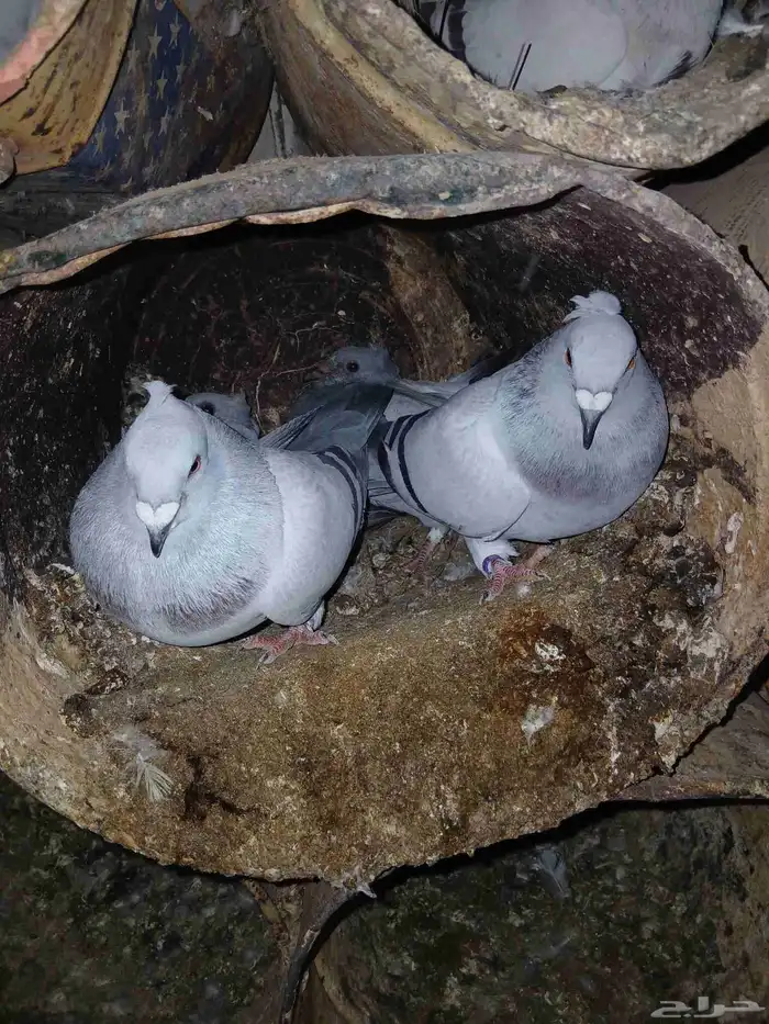 حمام زاجل ايس مقنبر 3