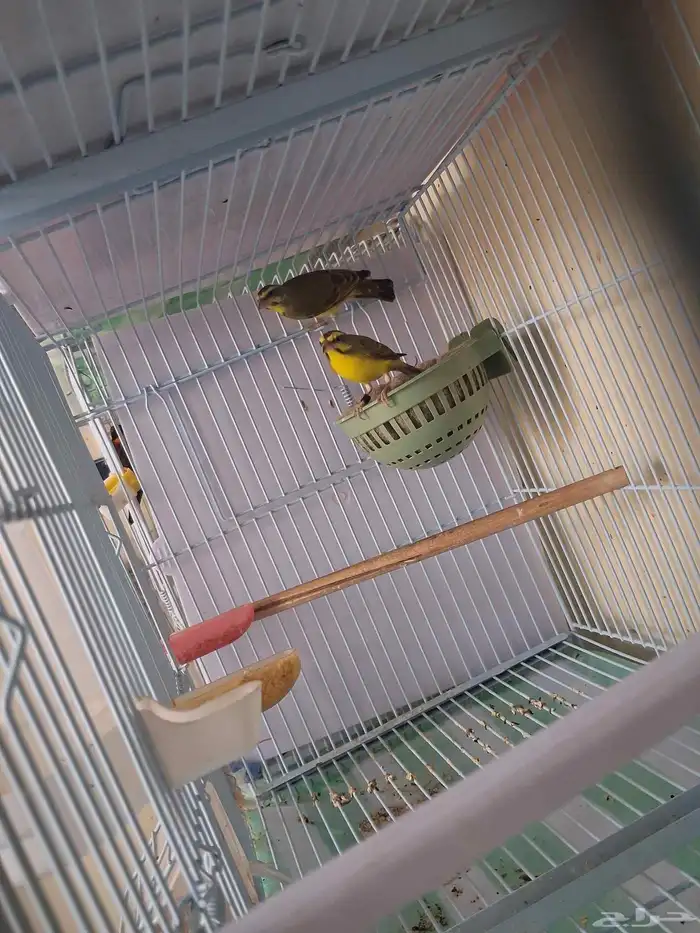 جوز ياسمين موزنبيقي تحتهم بيضتين ((تم البيع )) 3