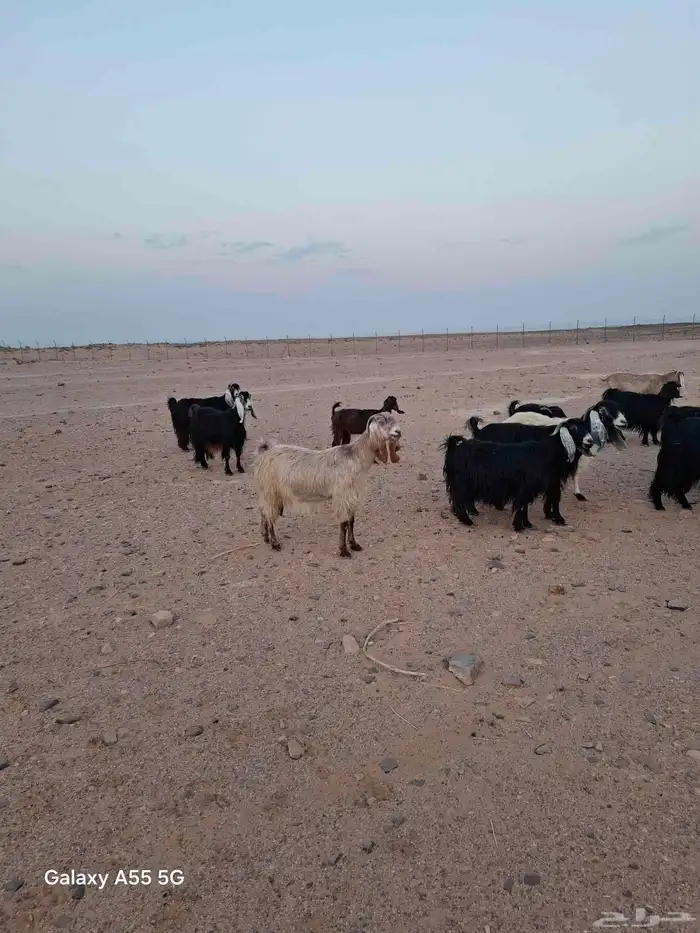 مراح معزا وضان 7