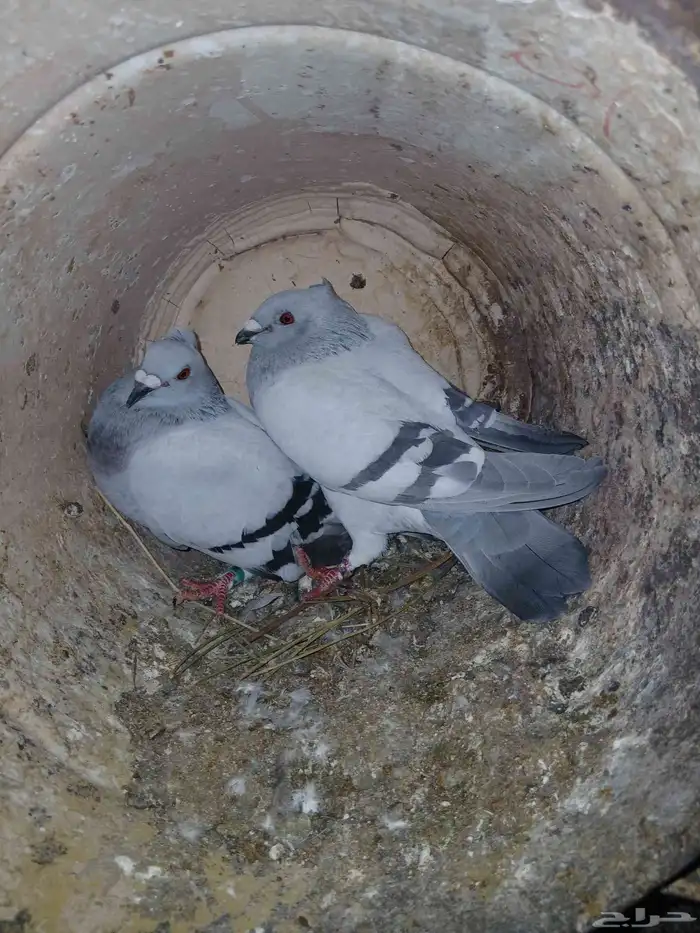 حمام زاجل ايس مقنبر 0