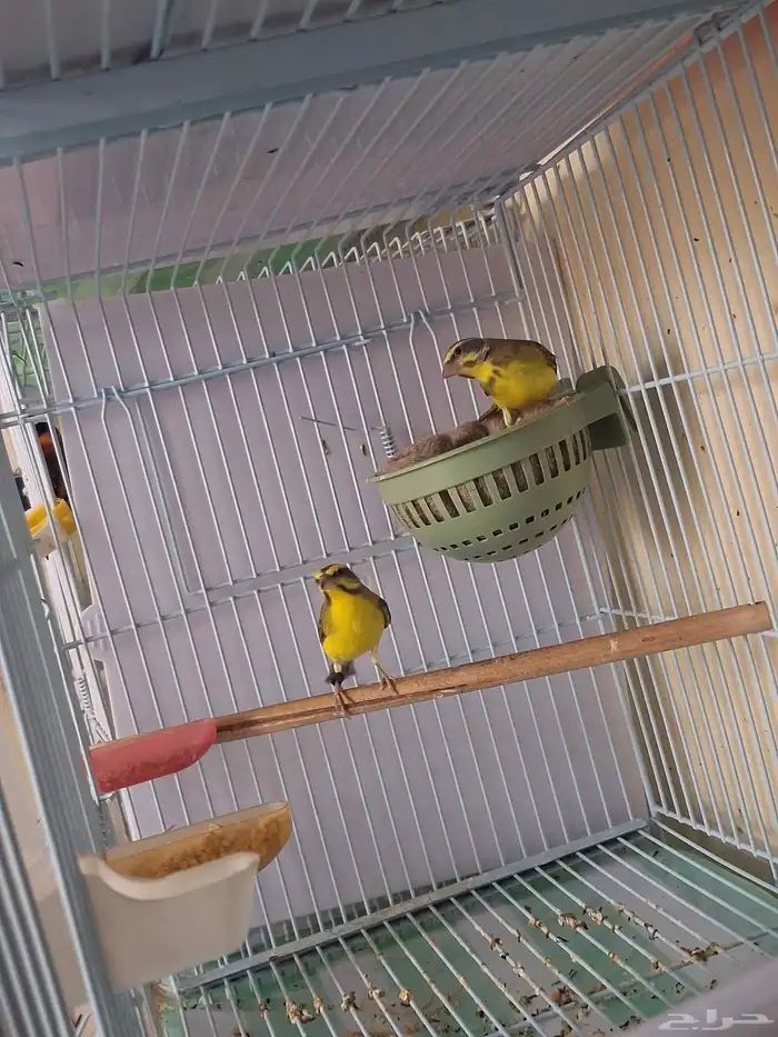 جوز ياسمين موزنبيقي تحتهم بيضتين ((تم البيع )) 1