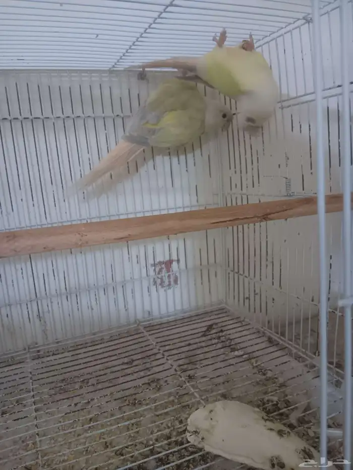 زوج كنيور منتج 2