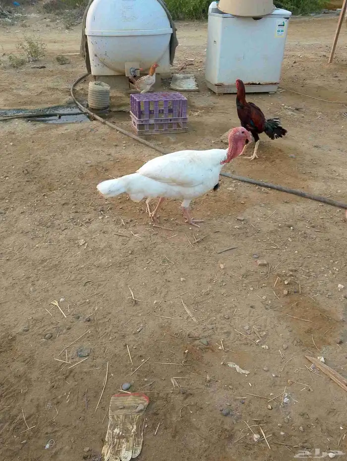 دجاج روامي 0