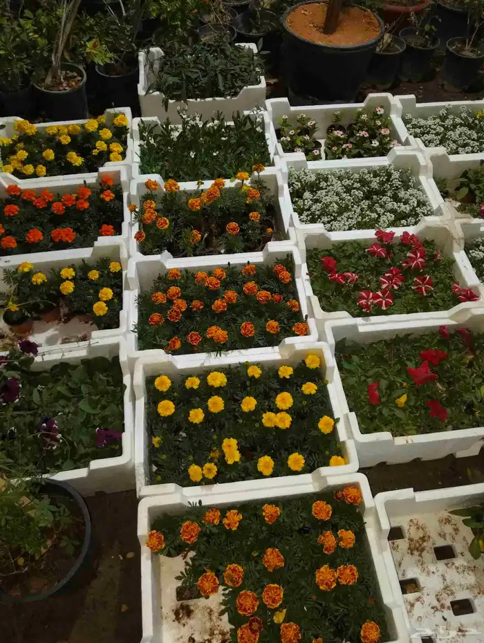 شتلات زراعه وتزين حدائق 8