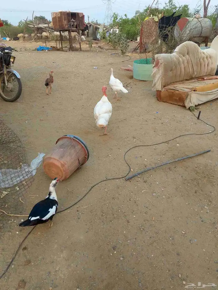 دجاج روامي 4