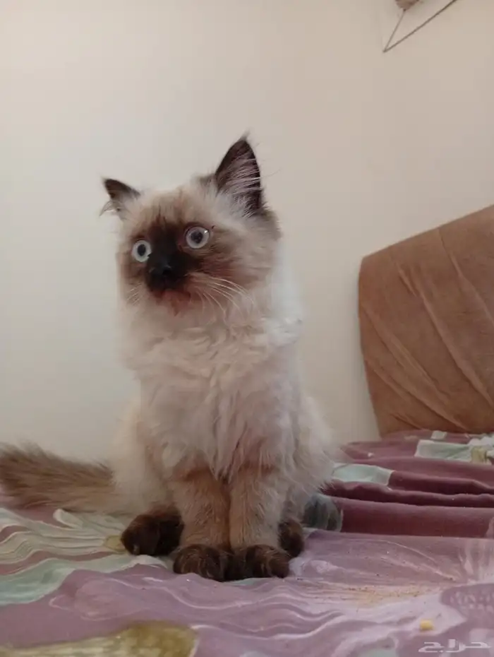 قطة هيمالايا عمرها 4 أشهر للبيع بسعر 100 ريال 0