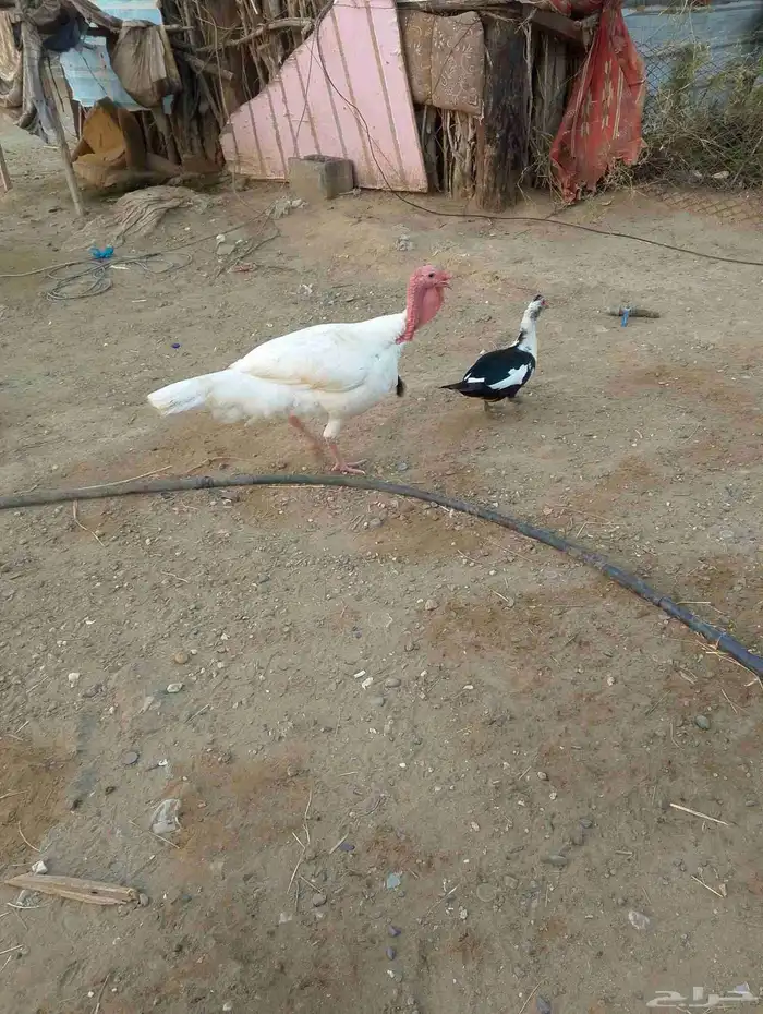 دجاج روامي 1