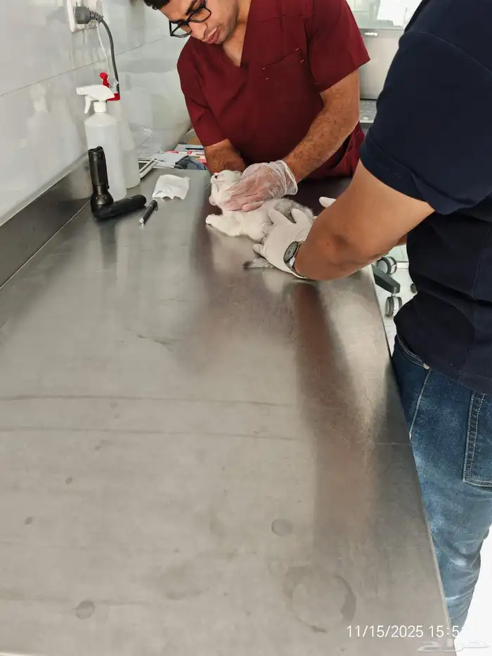 قط سكواتش مطعم مع اكل وسناك ذكر للبيع المستعجل 7