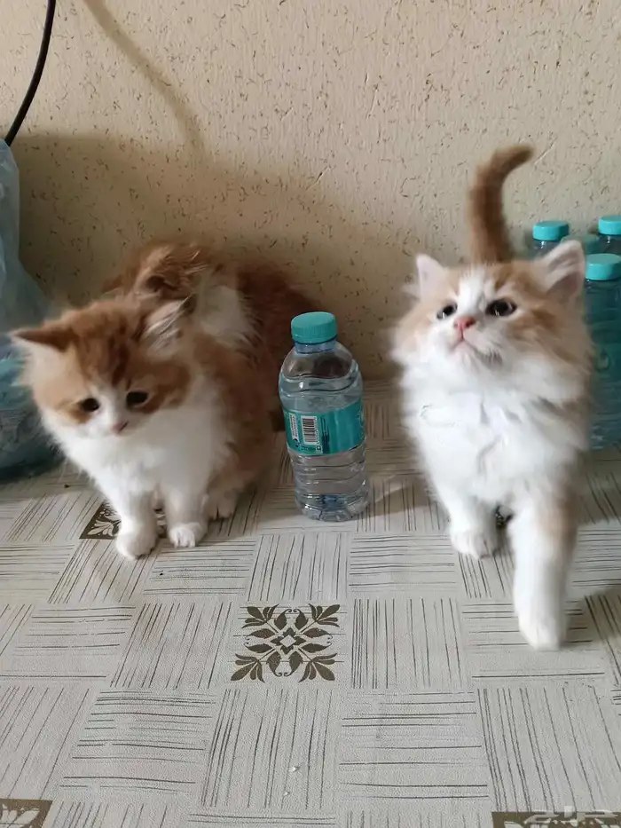 قطط صغار تركيه شيرازيه 2