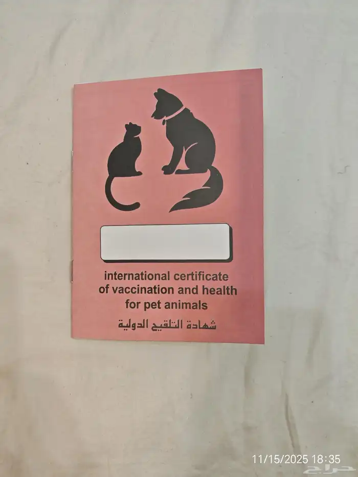 قط سكواتش مطعم مع اكل وسناك ذكر للبيع المستعجل 3