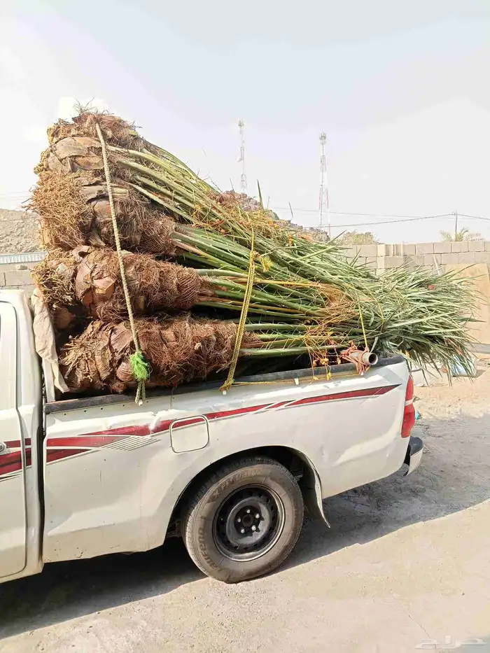 جثايث وفسايل للبيع في مكه المكرمه 8