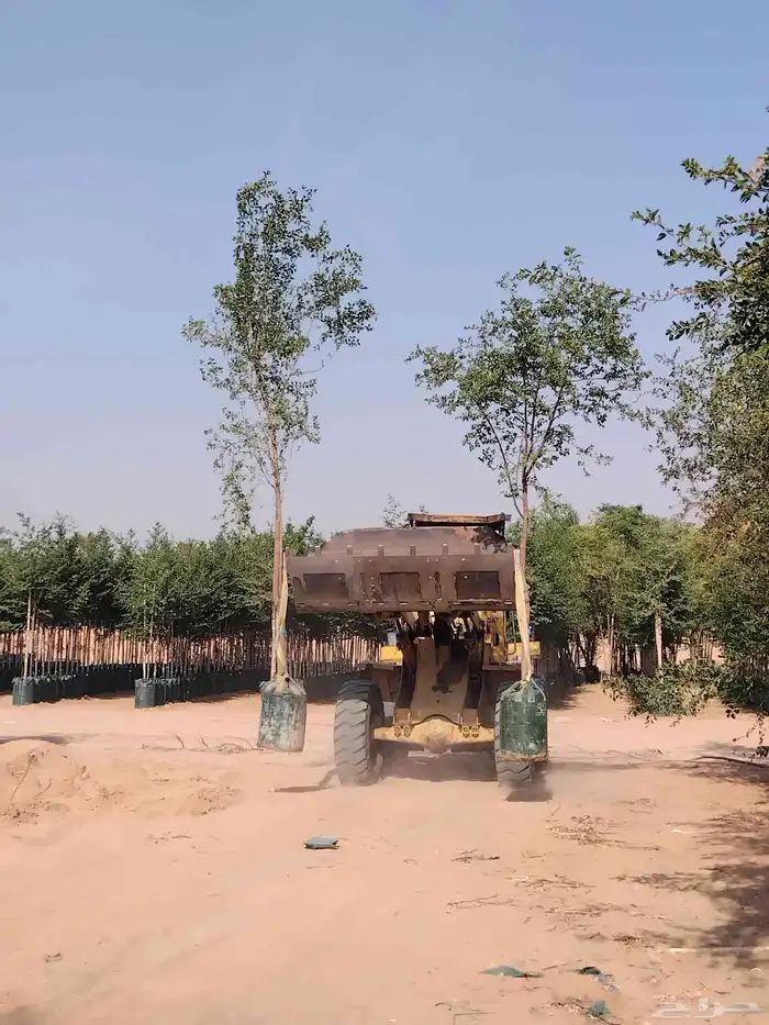 لبيع اشجار اسدر بلدي 0