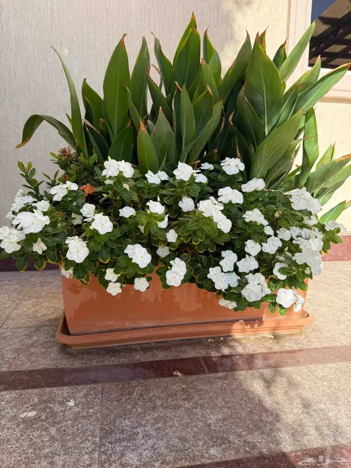 زرع طبيعي عشب طبيعي شبكات راي اشجار نباتات احواض زراعة طبيعي 7