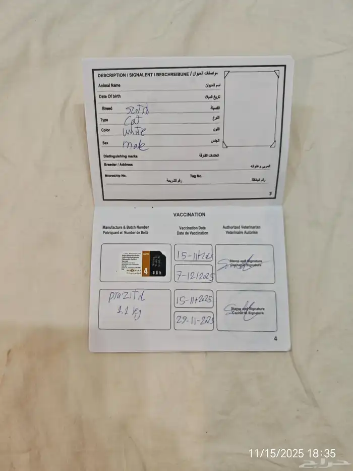 قط سكواتش مطعم مع اكل وسناك ذكر للبيع المستعجل 4