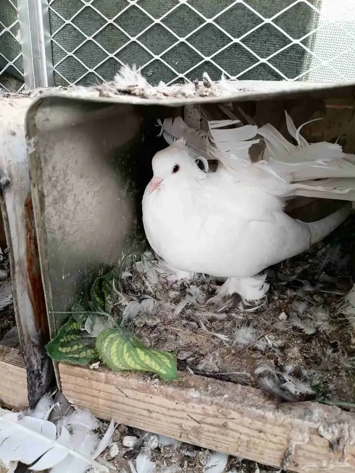 حمام رقاص هندي 0