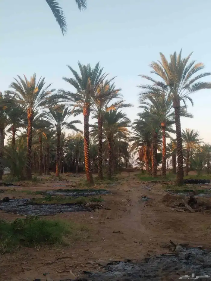 تنظيف النخيل 4