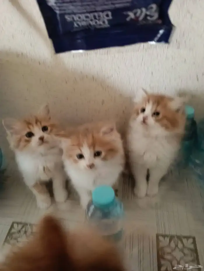 قطط صغار تركيه شيرازيه 1