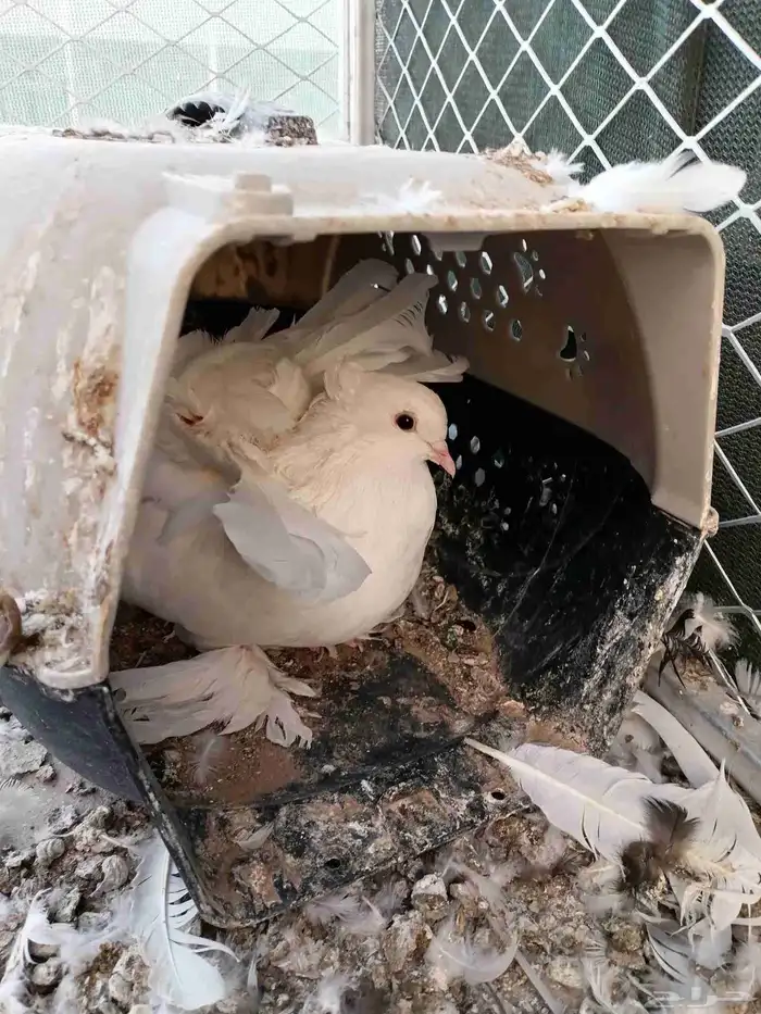 حمام رقاص هندي 2