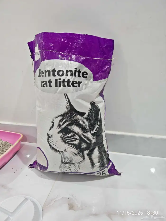 قط سكواتش مطعم مع اكل وسناك ذكر للبيع المستعجل 6