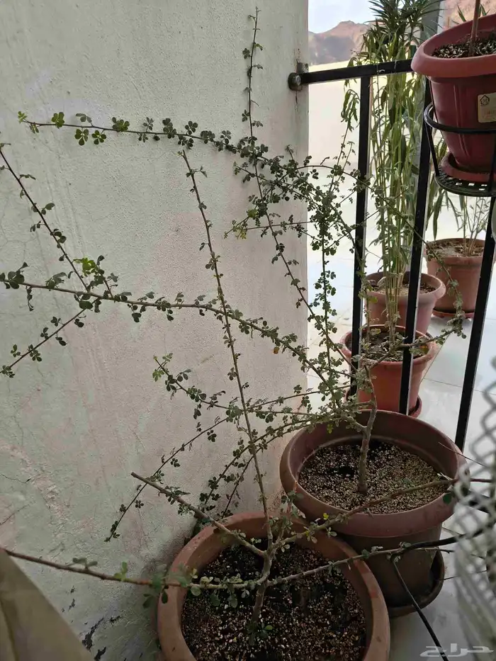 شتلات بيشم 0