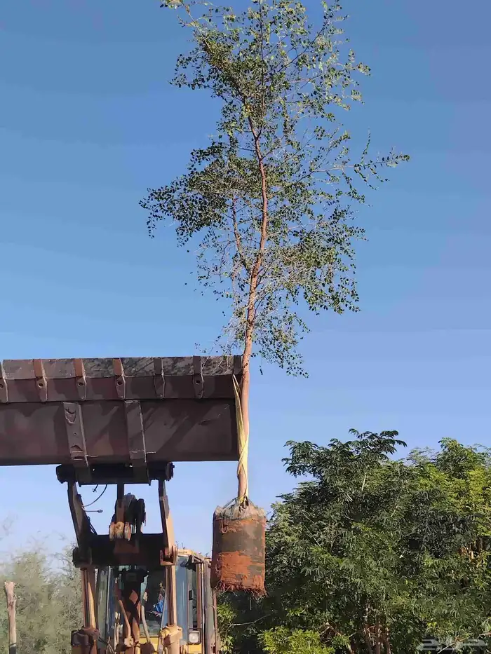 لبيع اشجار اسدر بلدي 2