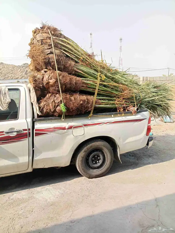 جثايث وفسايل للبيع في مكه المكرمه 9