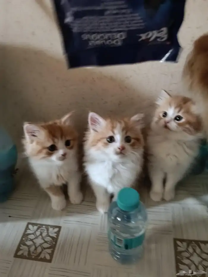 قطط صغار تركيه شيرازيه 0